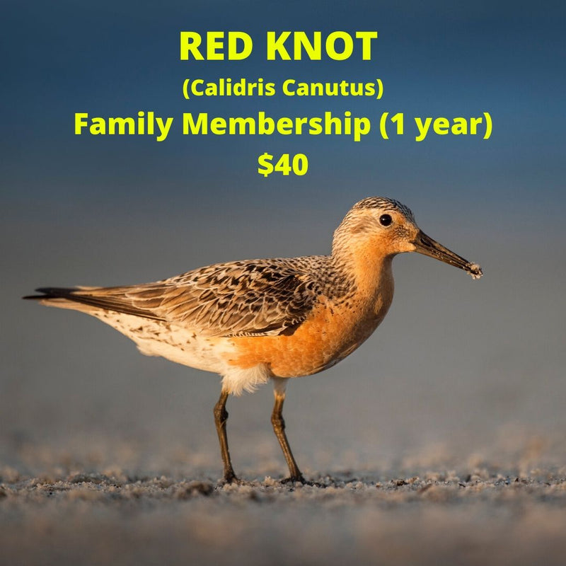 Red Knot Family Membership